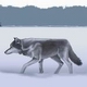 L'Avatar di svalbard