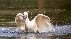 Guida - Introduzione alla fotografia naturalistica