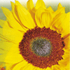 Photoshop Elements 2.0
