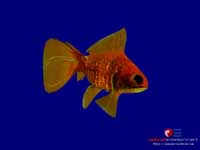 fish_off550_small.jpg (8539 byte)