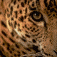 L'Avatar di LeoPard-DS-