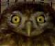 L'Avatar di The Lion's King