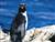 L'Avatar di Pingu83