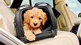 Cane trasportato in auto? Pet Safety Days con Tavo per spiegarvi come rispettare legge, sicurezza e salute