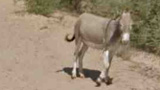 Google uccide un asino? Le immagini traggono inganno: il mulo  vivo e vegeto