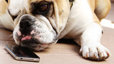 Fido e Fuffi: incidenti per 3 miliardi di dollari ai dispositivi elettronici