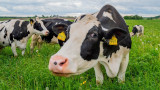 Dallo stomaco delle mucche una soluzione per facilitare lo smaltimento della plastica