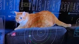 NASA Psyche: il video di un gatto che gioca è stato inviato dallo Spazio alla Terra via laser