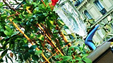 Parrot Pot e Flower Power 2.0, il giardinaggio diventa smart