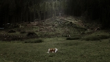 Forests seen from space - Echoes of the Vaia storm: Leica Camera Italia ed ESA insieme per le foreste