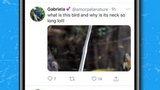 Twitter: su iOS e Android le immagini ora non saranno più ''tagliate''