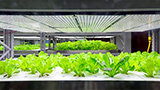 Vertical farm: cosa sono e come sarà a regime una delle più grandi in Europa, la danese Nordic Harvest