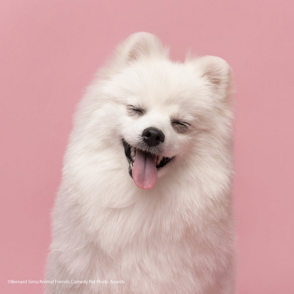 Comedy Pet Photography Awards 2021