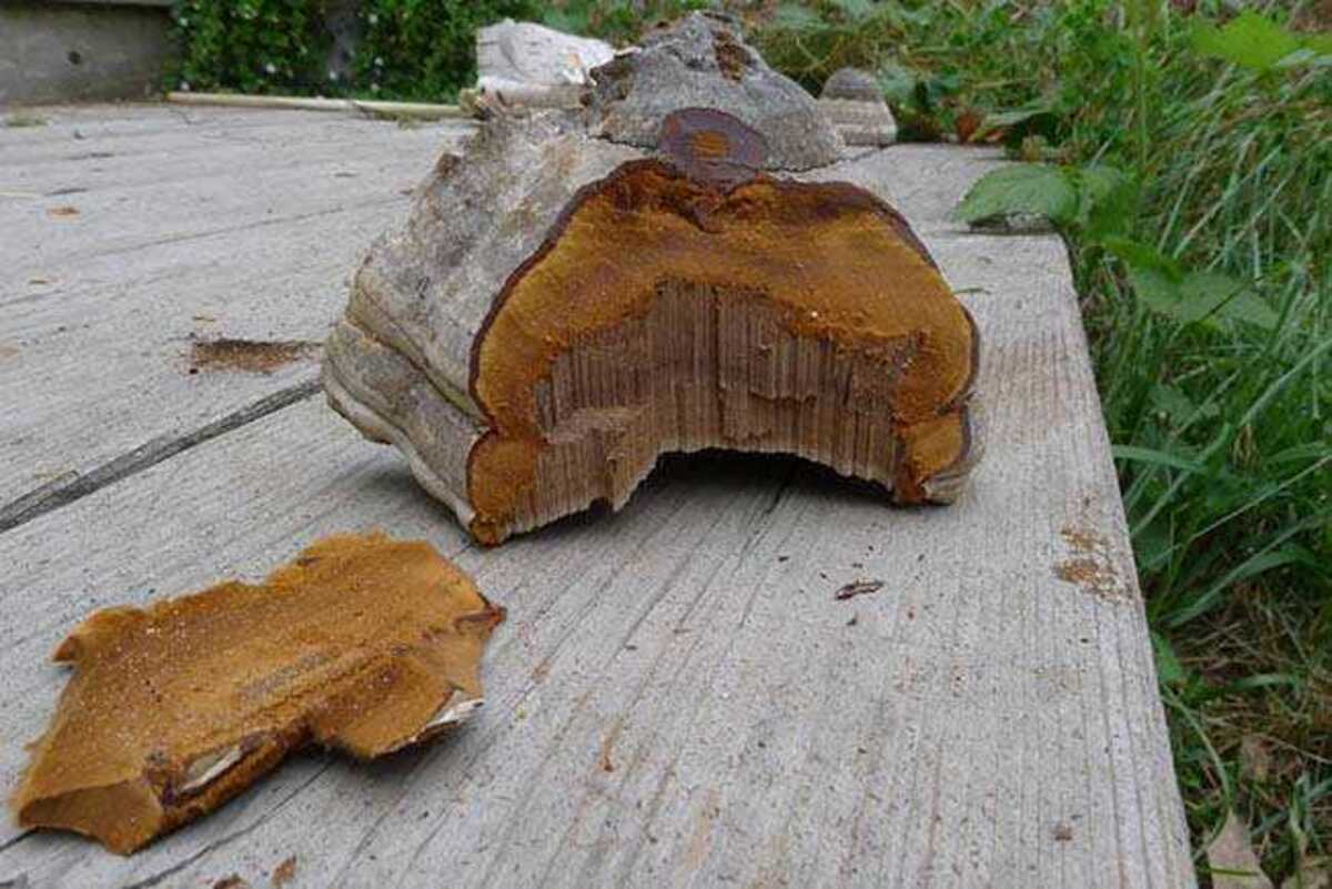 Fungo dell'esca del fuoco