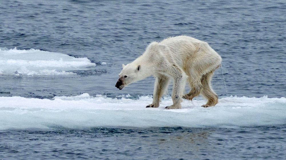 Bear Climate Change