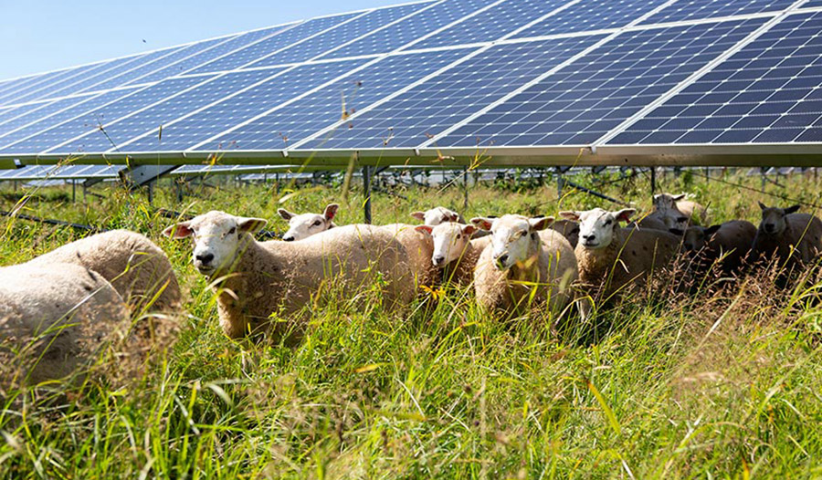 Enel Sheep