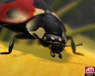 amd_ladybug_demo.jpg (8885 bytes)