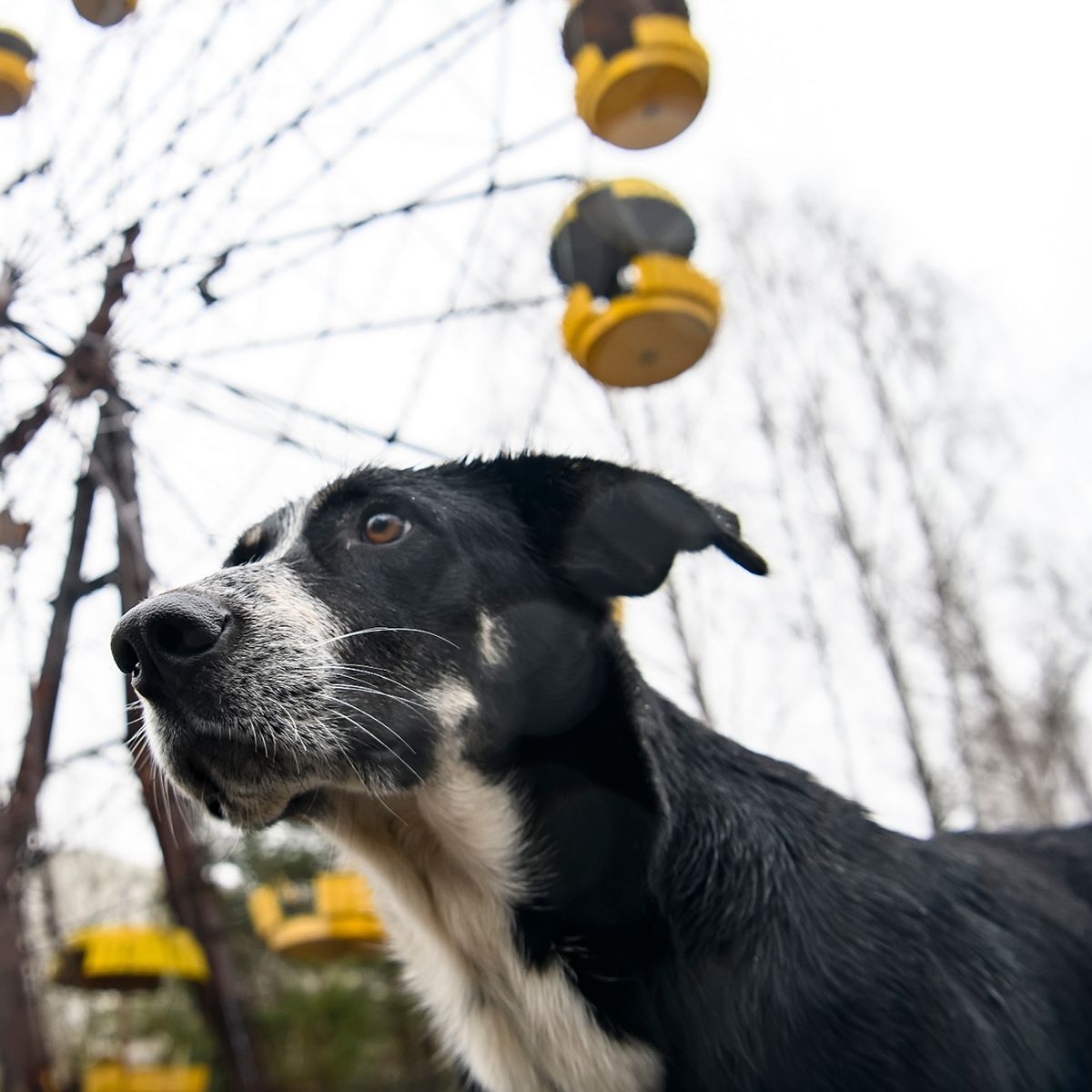 cani Černobyl'