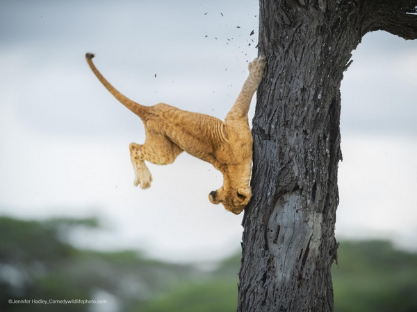 comedy wildlife photography awards