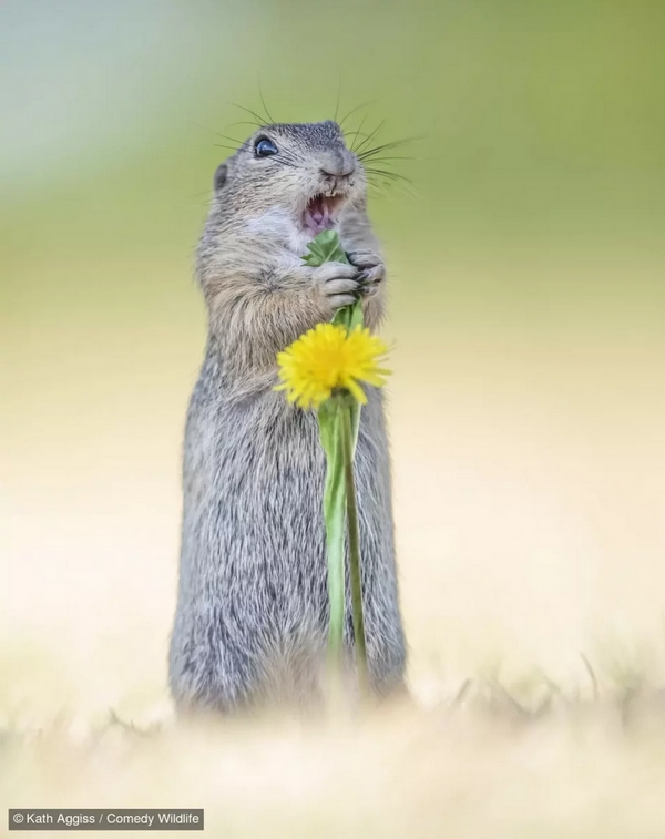 comedy wildlife photography awards