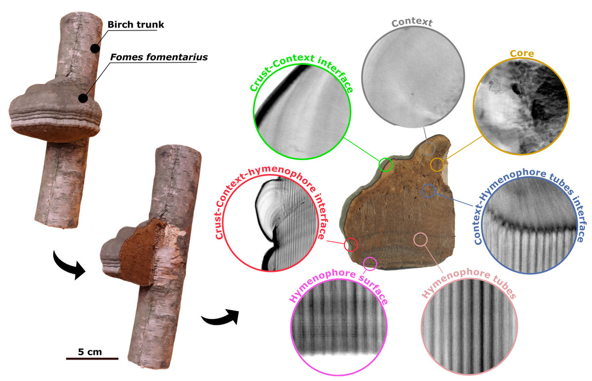 Fomes fomentarius