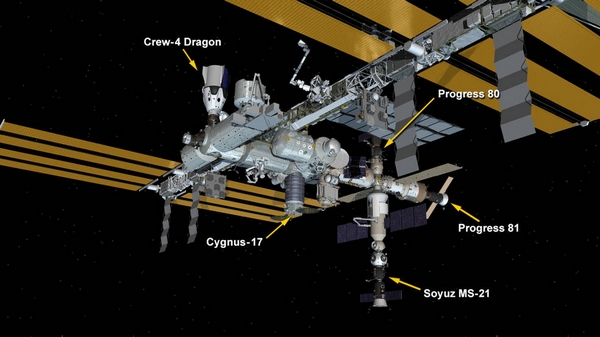 cygnus