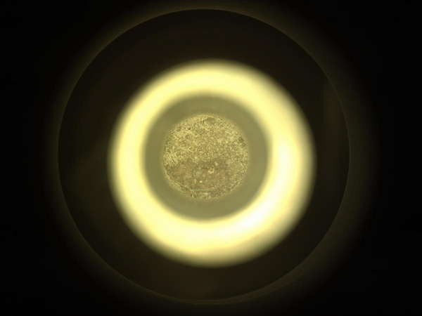 nasa marte