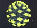 nv40_video_2.jpg